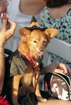 Pet Masquerade and Parade 2005 photo - Duval Street, Key West